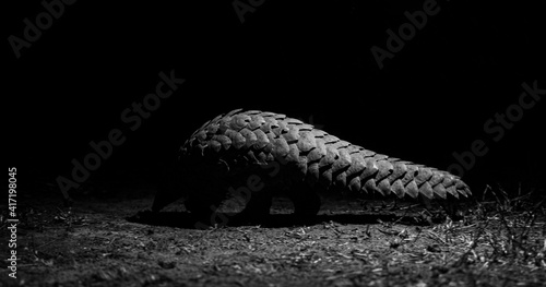 Pangolin side light