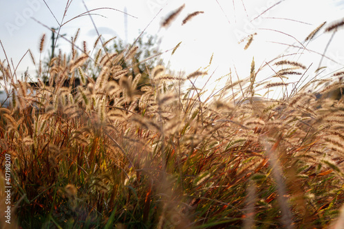 grass in the wind