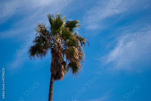 palm tree against sky