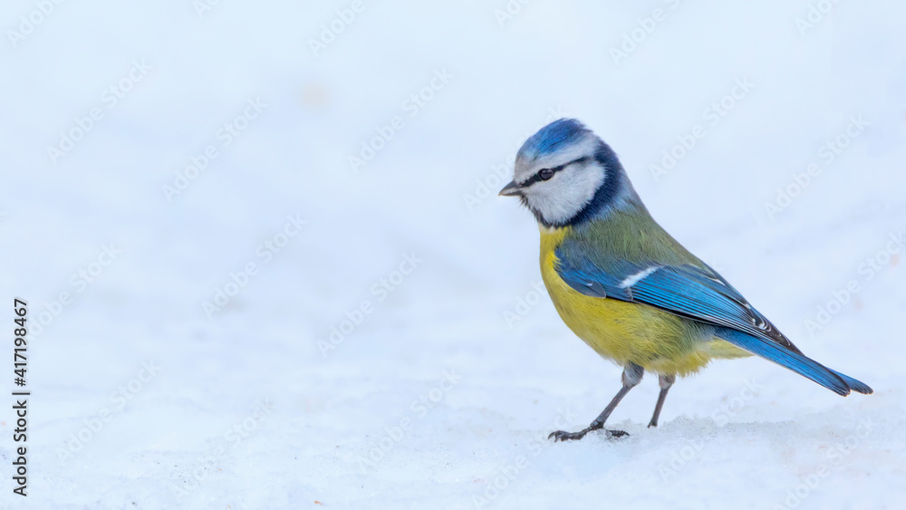 Fototapeta premium Yellow-blue tit in the snow, close-up selective focus.