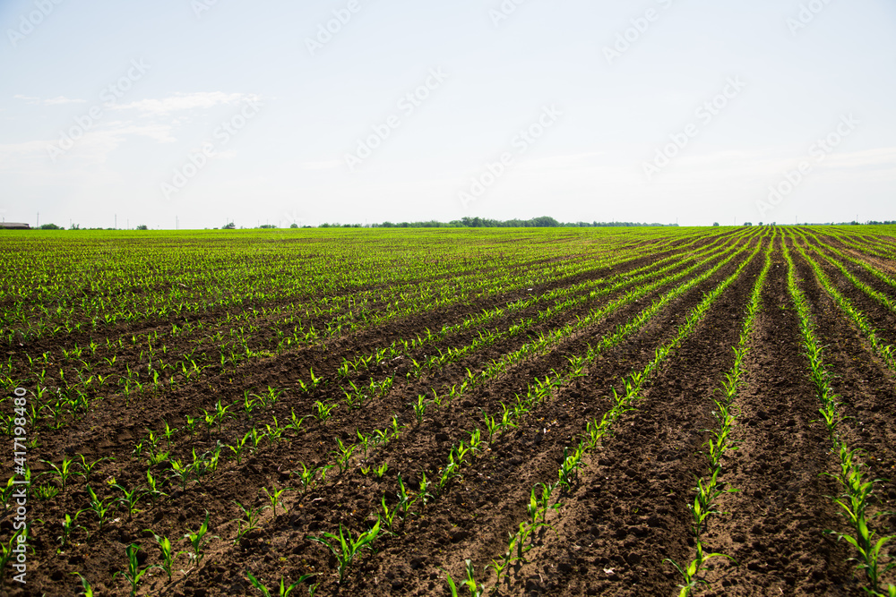 Rows of young, freshly germinated corn plants Rows of young, freshly germinated corn plants