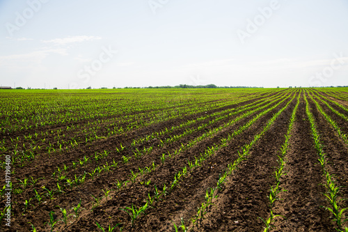 Rows of young  freshly germinated corn plants