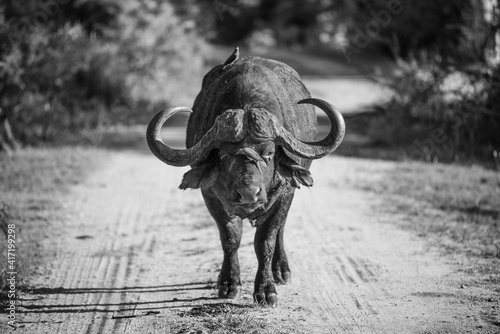 Buffalo bull walking down the road