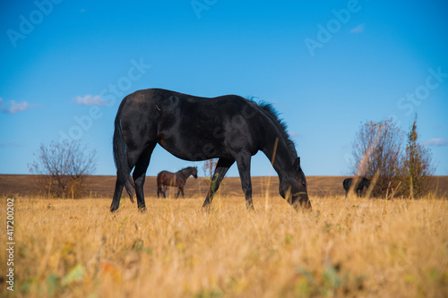 Horses graze under a clear sky