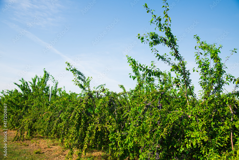 Plums on the branches of trees Plums on the branches of trees