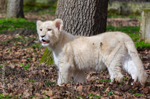 White lion cub in the zoo enclosure