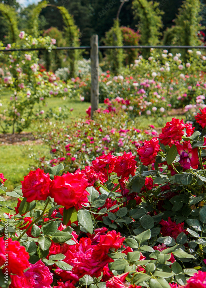 Beautiful and vibrant red colored roses in bloom in the foreground with rose garden visible in background.