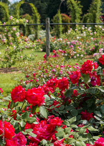 Beautiful and vibrant red colored roses in bloom in the foreground with rose garden visible in background.