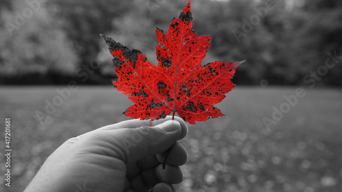 Stratton Brook State Park Simsbury Connecticut.  A bright red maple leaf in hand stands out against a black and white background. photo