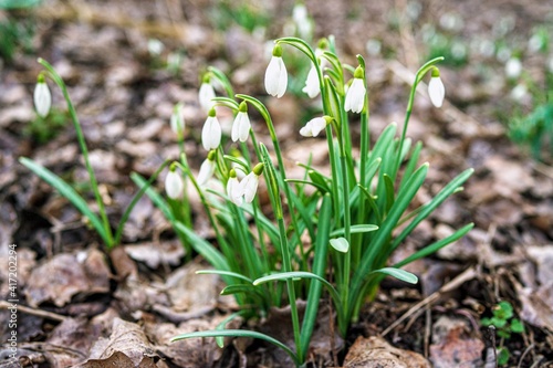 Snowdrops in the spring forest © Koscik.photos