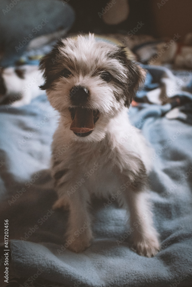 Cachorro con la lengua fuera