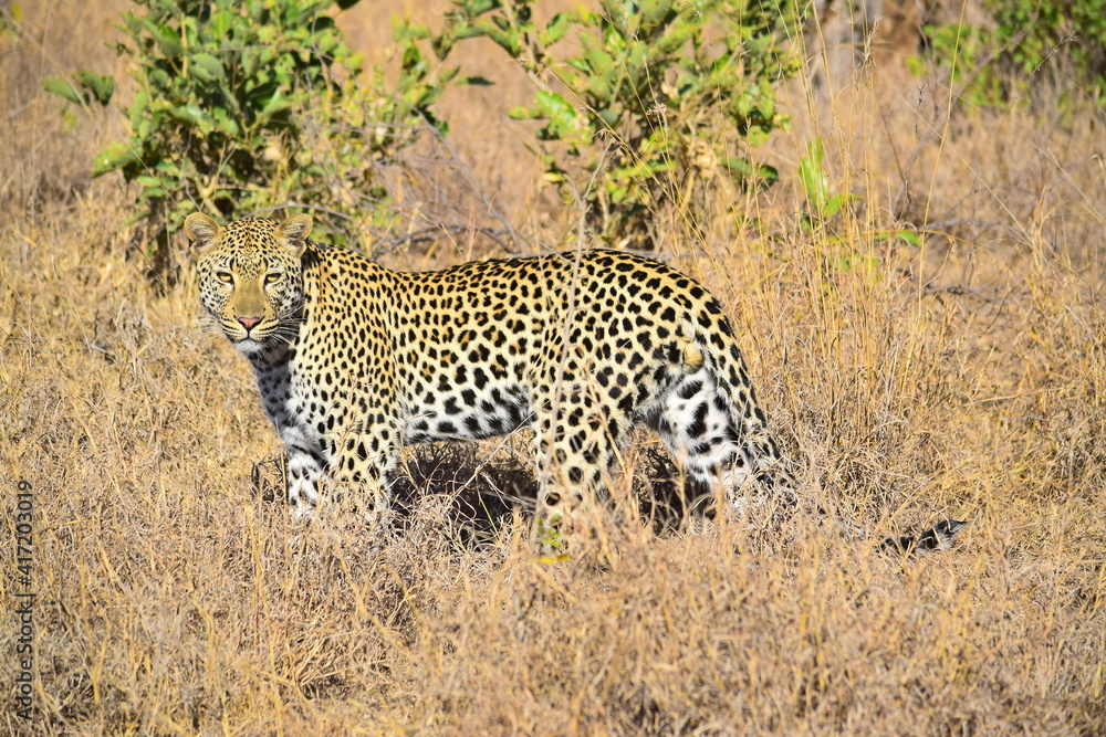 Obraz premium Leopard in Africa
