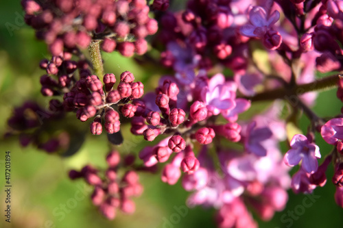 Young lilac flowers spring time