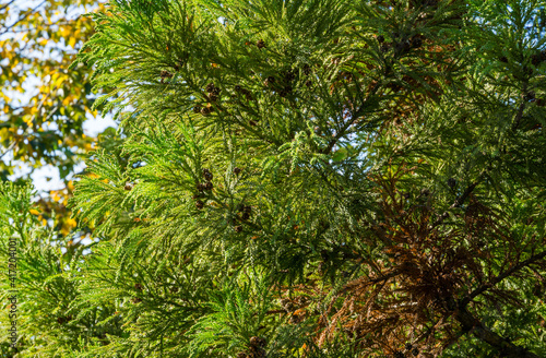 Close-up of green leaves with cones of Cryptomeria japonica Elegans tree, Japanese Sugi pine (Japanese cedar) or Cupressus japonica on Primorsky Boulevard in Sochi. Nice for nature background concept