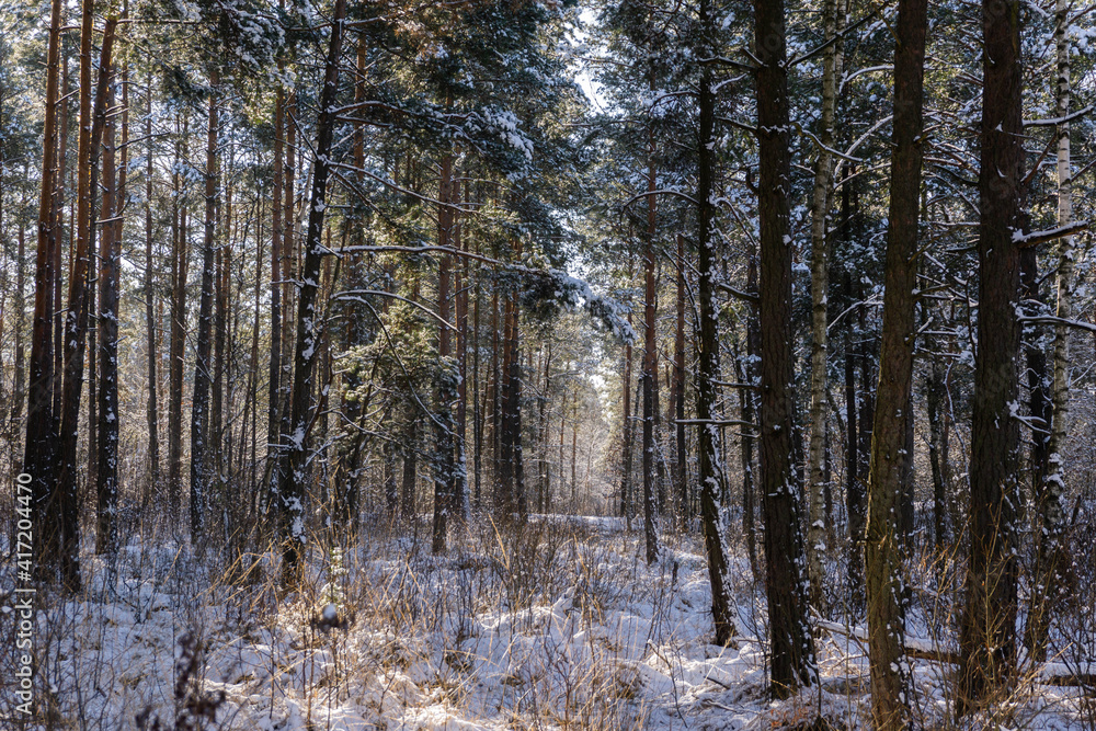 beautiful and fabulous winter forest, good day beautiful and fabulous winter forest, good day