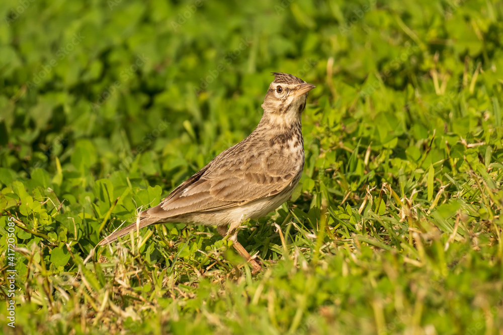 Eurasian Skylark Alauda arvensis Costa Ballena Cadiz Eurasian Skylark Alauda arvensis Costa Ballena Cadiz