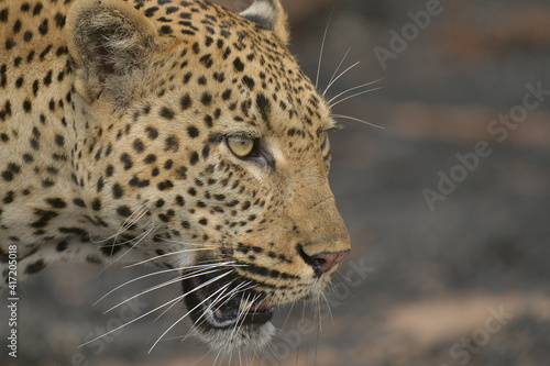 African leopard photo taken in Kruger National Park © Bernhard Bekker