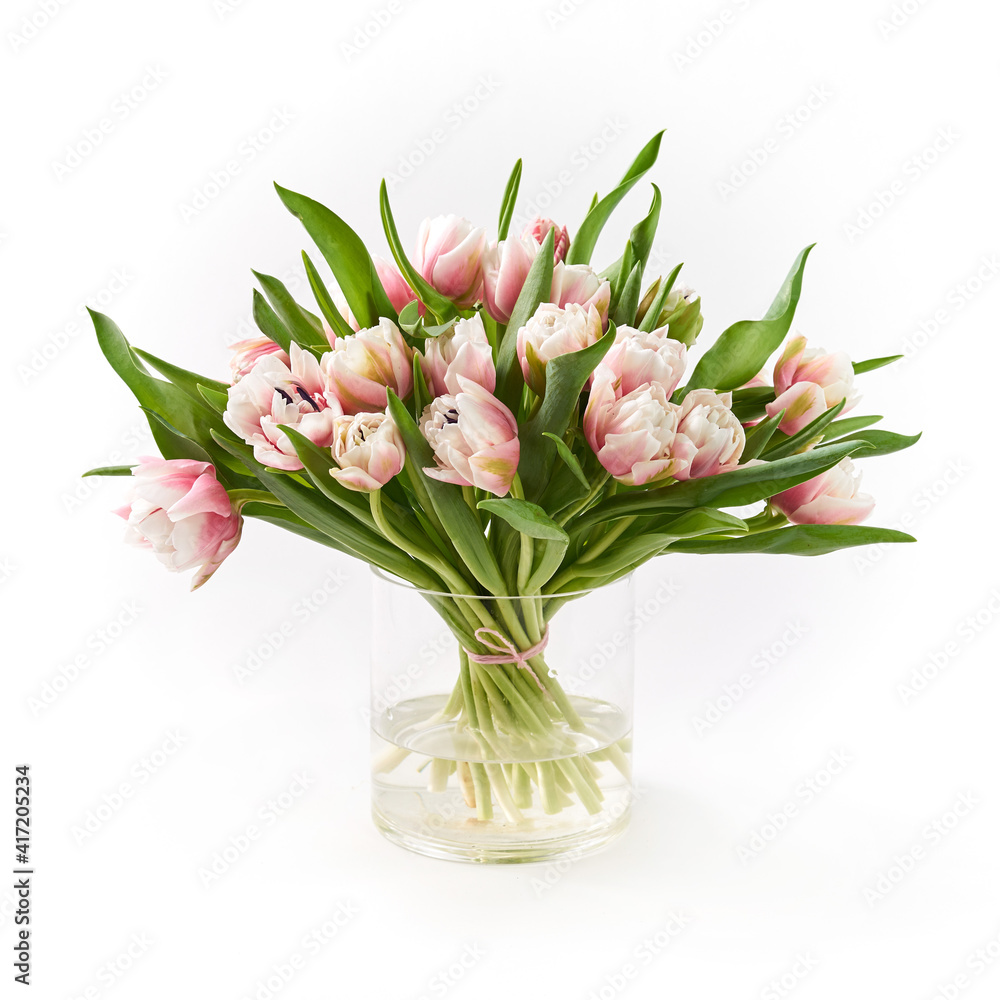 tulips on a white background tulips on a white background