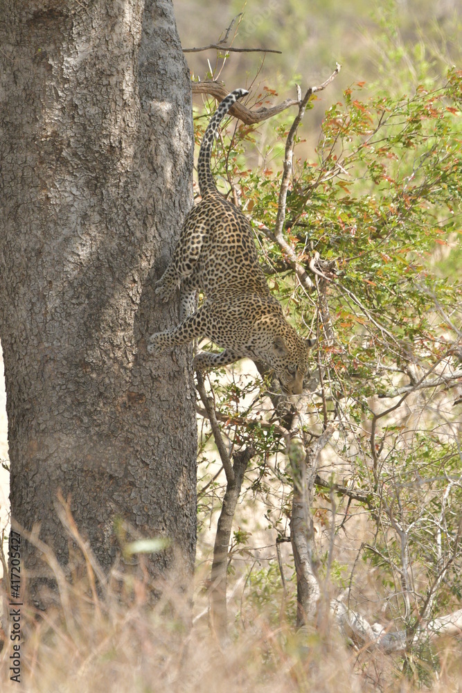 Obraz premium African leopard photo taken in Kruger National Park