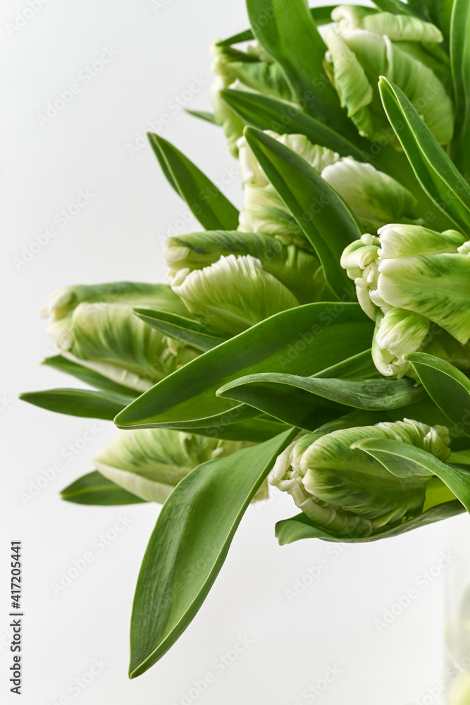 Obraz premium tulips on a white background