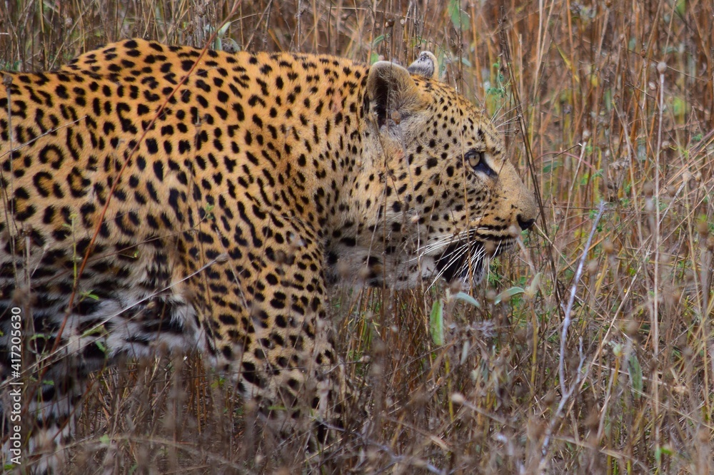 Naklejka premium African leopard photo taken in Kruger National Park