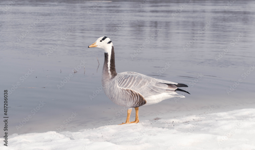 beautiful mountain goose in the snow near the river beautiful mountain goose in the snow near the river