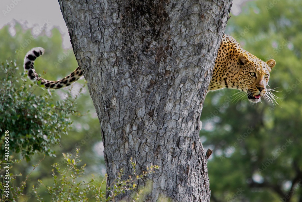 Obraz premium African leopard photo taken in Kruger National Park