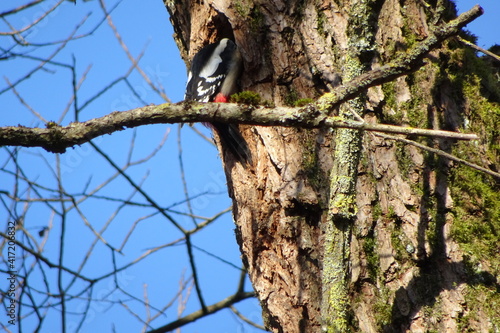 spotted woodpecker at feeding hole 02