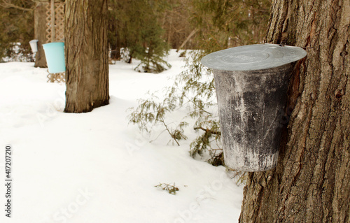 Row of three buckets hooked up to maple trees to collect sap for maple syrup creation.