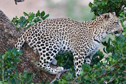 African leopard photo taken in Kruger National Park