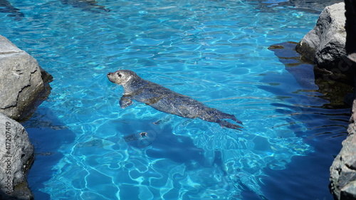 Mystic Connecticut.  A sea lion pup enjoys a dip in the aquarium pool on a warm spring day. photo