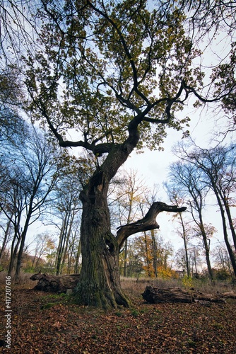 Einsamer Baum im Wald