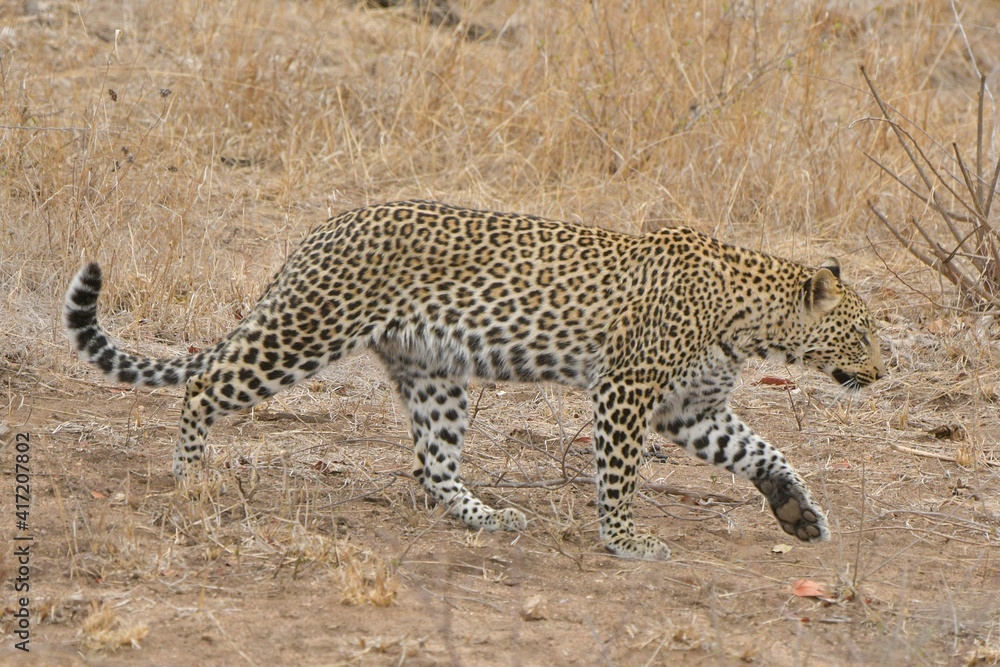 African leopard photo taken in Kruger National Park African leopard photo taken in Kruger National Park