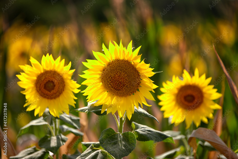 Sunflowers close up, on a bright summer sunny day Sunflowers close up, on a bright summer sunny day