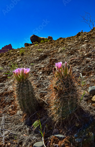 Flowering cactus plants (Sclerocactus parviflorus)  in Canyonlands National Park, Utha photo