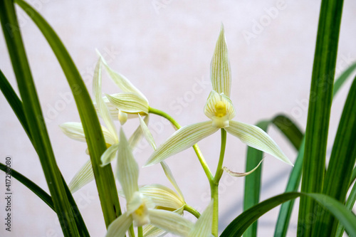 Traditional Chinese Flower Orchid