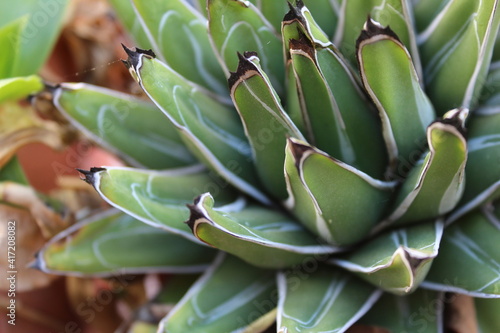 Cactus Plant Nature Detail