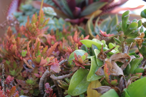 Cactus Plant Nature Detail
