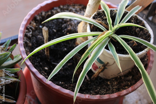 Nature Plants Detail Closeup