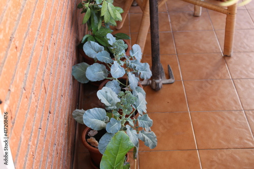 Broccoli Urban Garden Detail