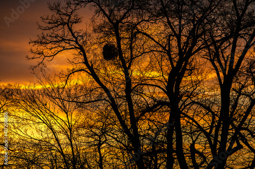 Pattern of dried tree braches texture against red sunset sky. Silhouette of brach of tree.