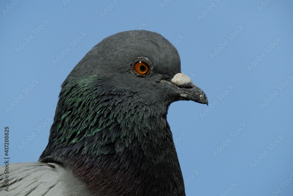 portrait of a rock pigeon on a blue sky background portrait of a rock pigeon on a blue sky background
