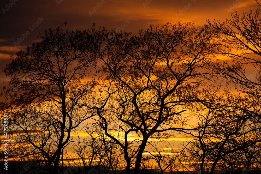 Pattern of dried tree braches texture against red sunset sky. Silhouette of brach of tree.