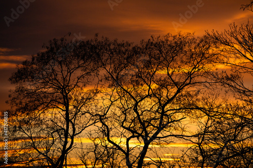 Pattern of dried tree braches texture against red sunset sky. Silhouette of brach of tree.