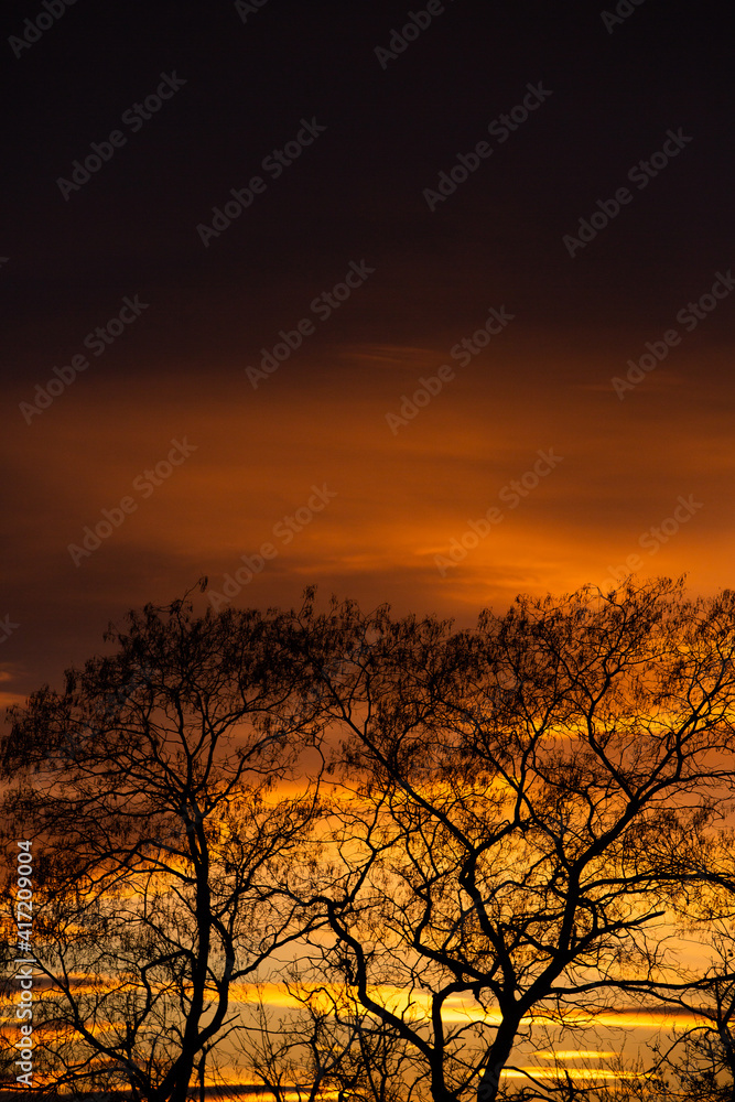 Pattern of dried tree braches texture against red sunset sky. Silhouette of brach of tree. Pattern of dried tree braches texture against red sunset sky. Silhouette of brach of tree.