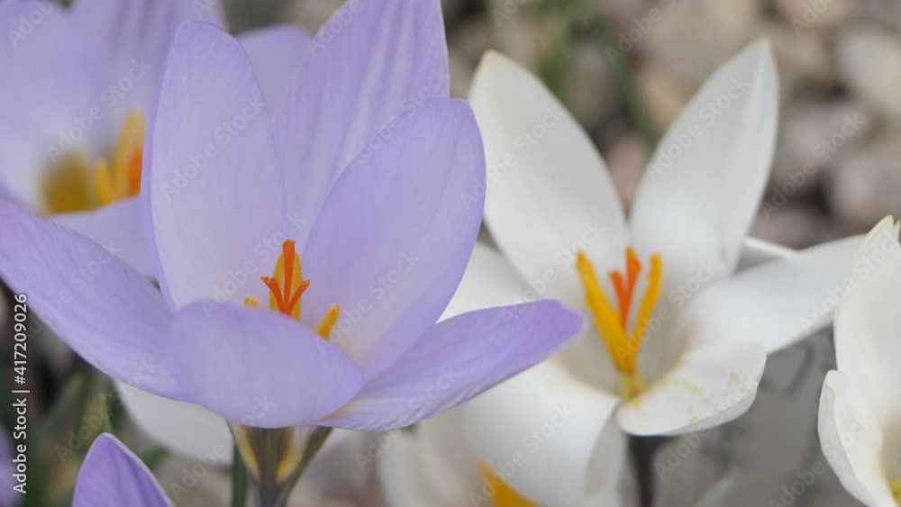 Crocuses with beautiful flowers multicolored. The most beautiful flowers of spring Crocuses with beautiful flowers multicolored. The most beautiful flowers of spring