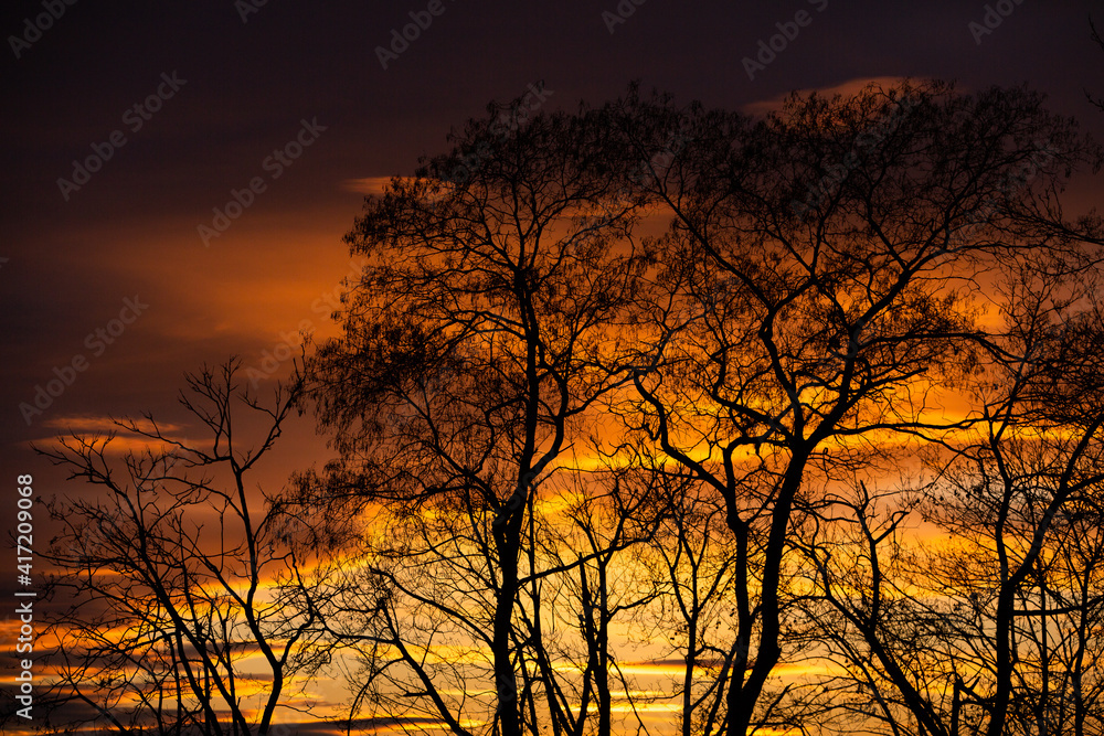 Pattern of dried tree braches texture against red sunset sky. Silhouette of brach of tree. Pattern of dried tree braches texture against red sunset sky. Silhouette of brach of tree.