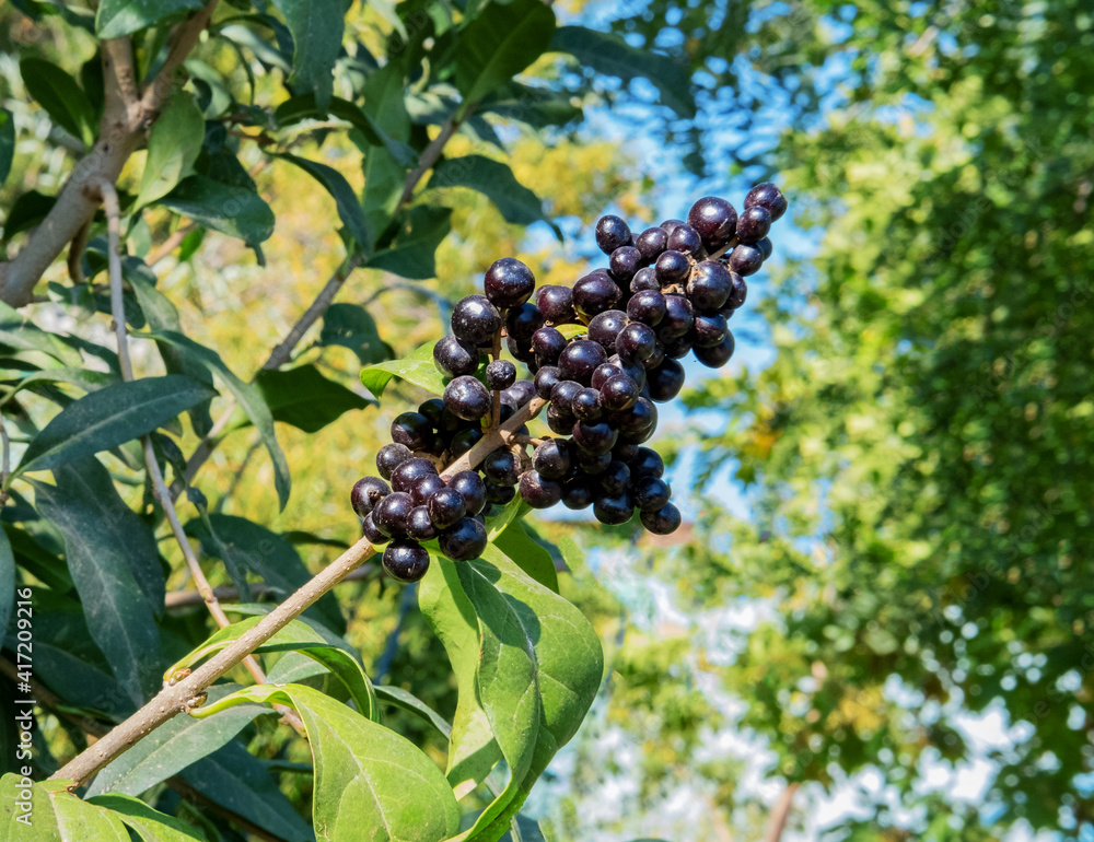 Phytolacca americana, the American pokeweed or simply pokeweed, is a herbaceous perennial plant in the pokeweed family Phytolaccaceae