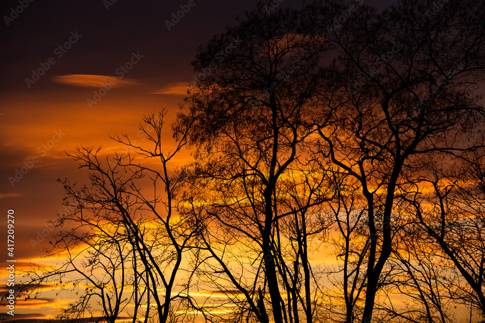 Pattern of dried tree braches texture against red sunset sky. Silhouette of brach of tree.