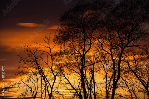 Pattern of dried tree braches texture against red sunset sky. Silhouette of brach of tree.